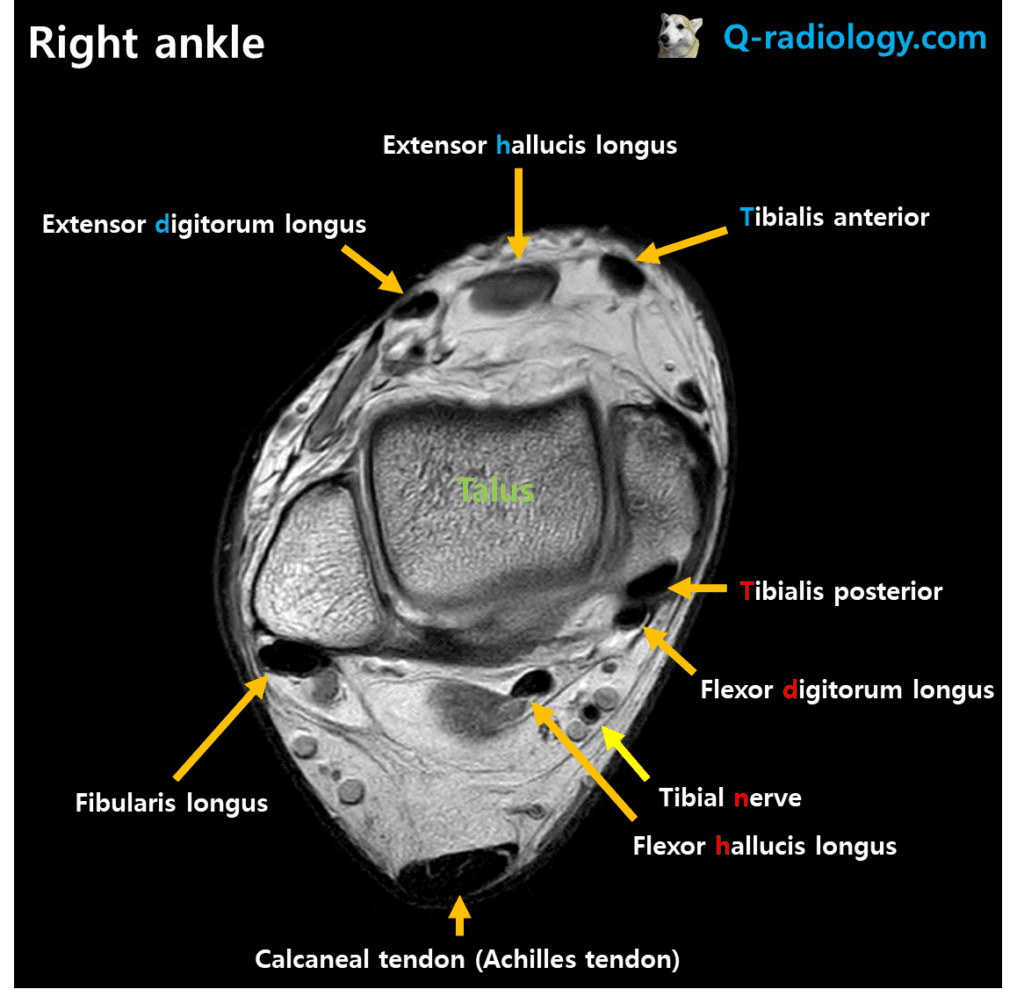 Ankle tendon anatomy