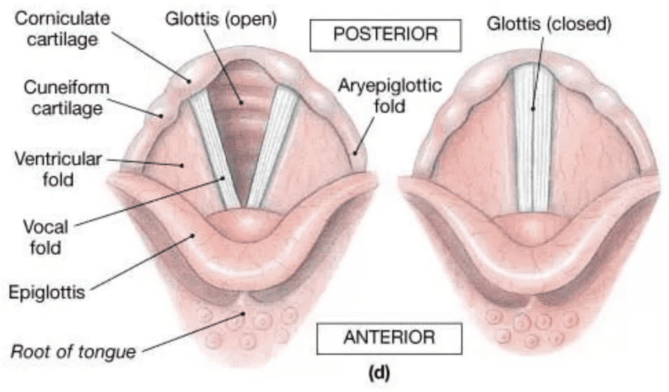 Basic anatomy of epiglottis